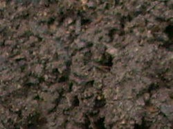 Humus detalj